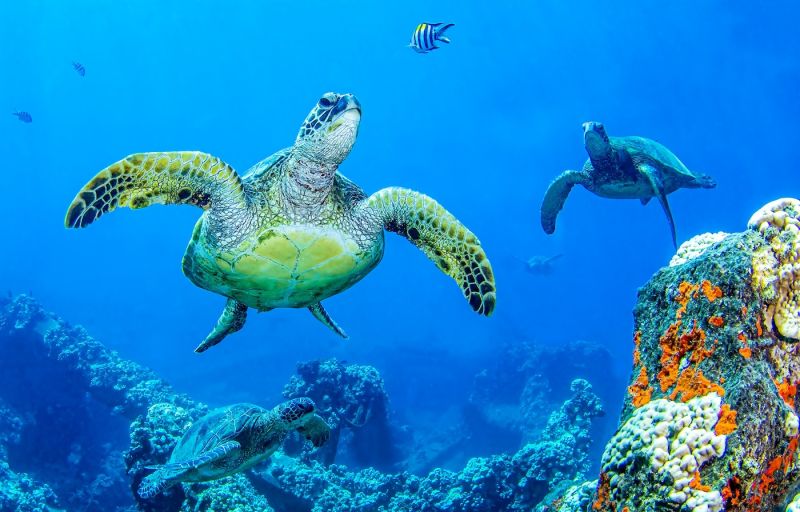 7 Unbelievable Facts About Turtles and Tortoises