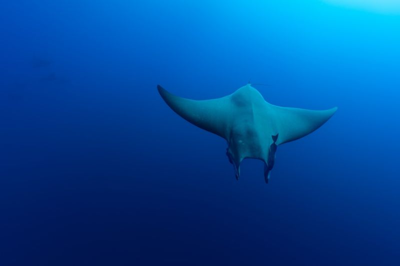 Exploring Devil Rays: Diving Deep Into the Mysterious Creatures, Don't be fooled by those horns!