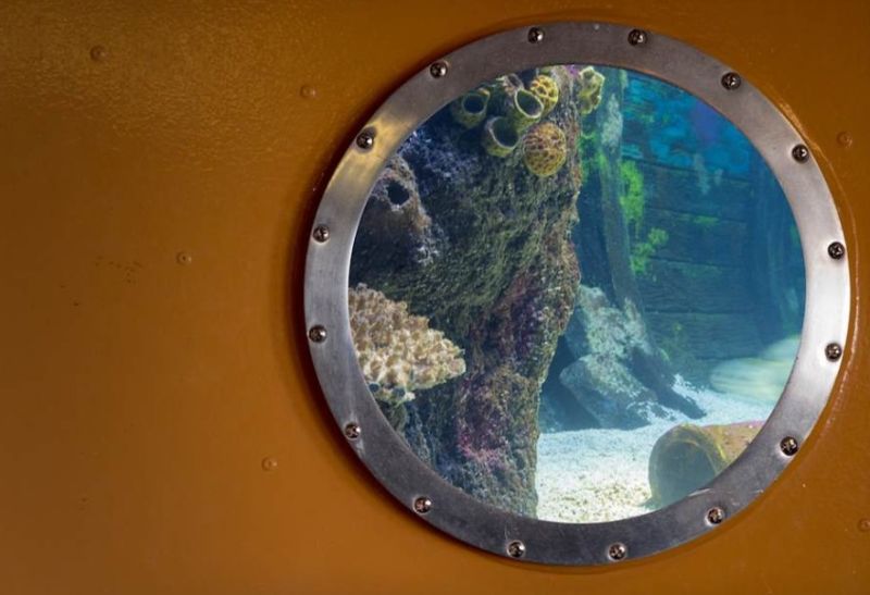 A Florida Professor is Living Underwater for 100 Days