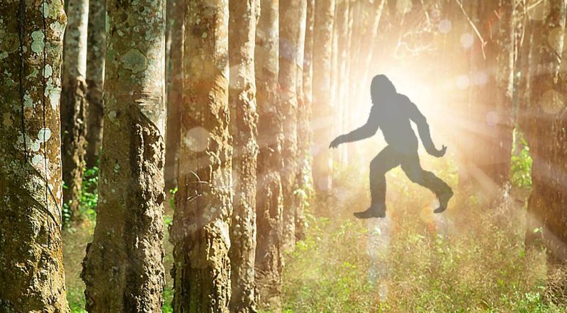 Hunting Cryptids? Then You Better Know the Law