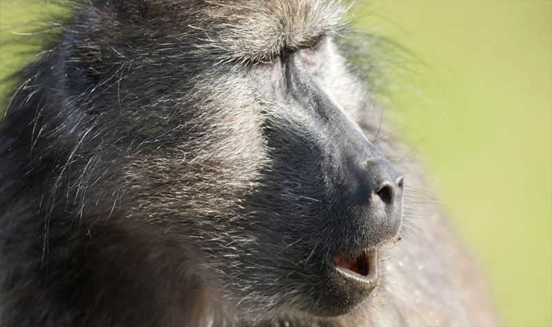 The Devilish Baboon Incident of the Hellfire Club