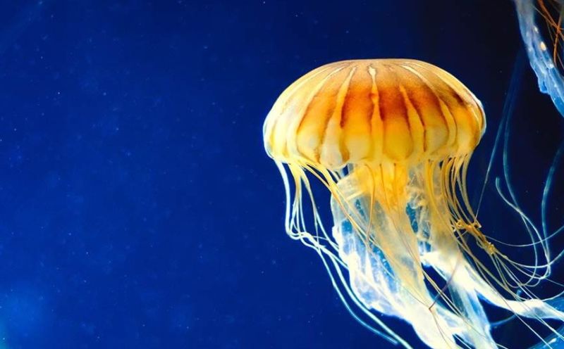 Are Bionic Jellyfish the Key to Exploring the Depths of the Ocean?