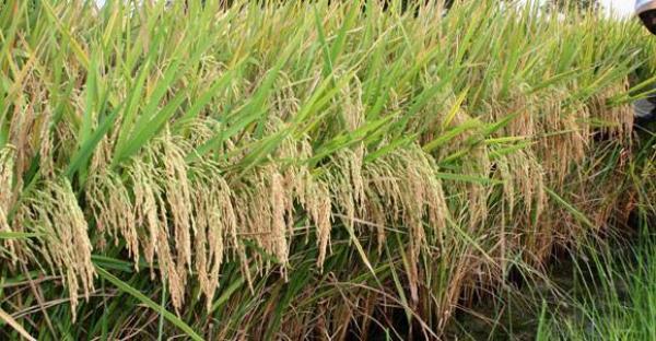 Tanaji Nikam Indian World Record Holder