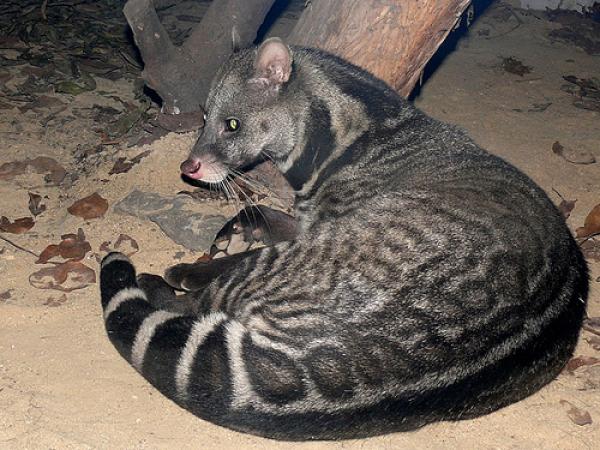 Rarest Civet  Indian Record